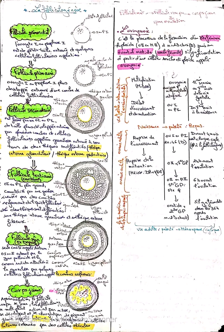 Bac Sc expérimentales Sciences SVT resume science toute l annee bac science