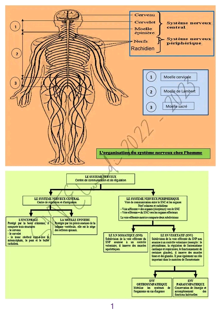 Bac Sc expérimentales Sciences SVT Neurophysiologie l essentiel