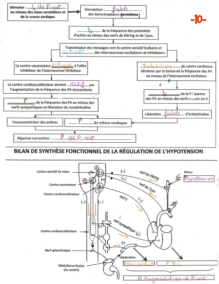 Bac Sc Exp Rimentales Sciences Svt R Gulation De La Pression Art Rielle