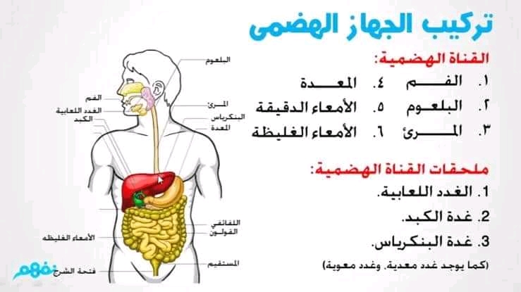 درس مبسط حول الجهاز الهضمي سنة تاسعة اساسي 1584