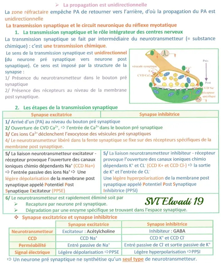 Bac Sc Exp Rimentales Sciences Svt Un Excellent R Sum De Neurophysiologie