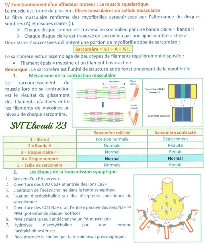 Bac Sc Exp Rimentales Sciences Svt Un Excellent R Sum De Neurophysiologie