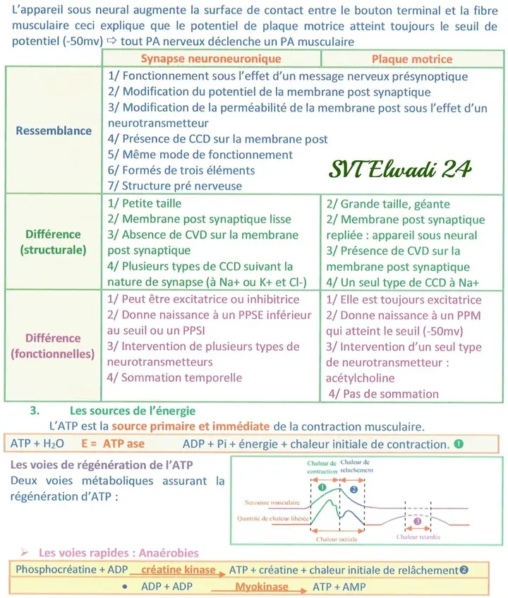 Bac Sc Exp Rimentales Sciences Svt Un Excellent R Sum De Neurophysiologie