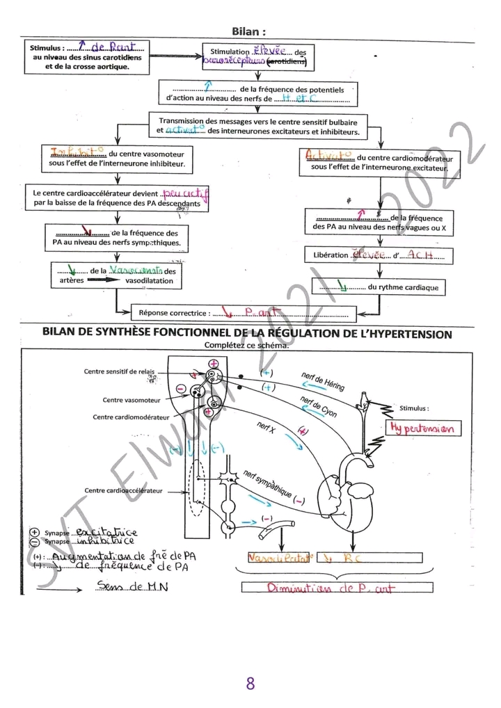 Bac Sc expérimentales Sciences SVT Cours régulation nerveuse de la