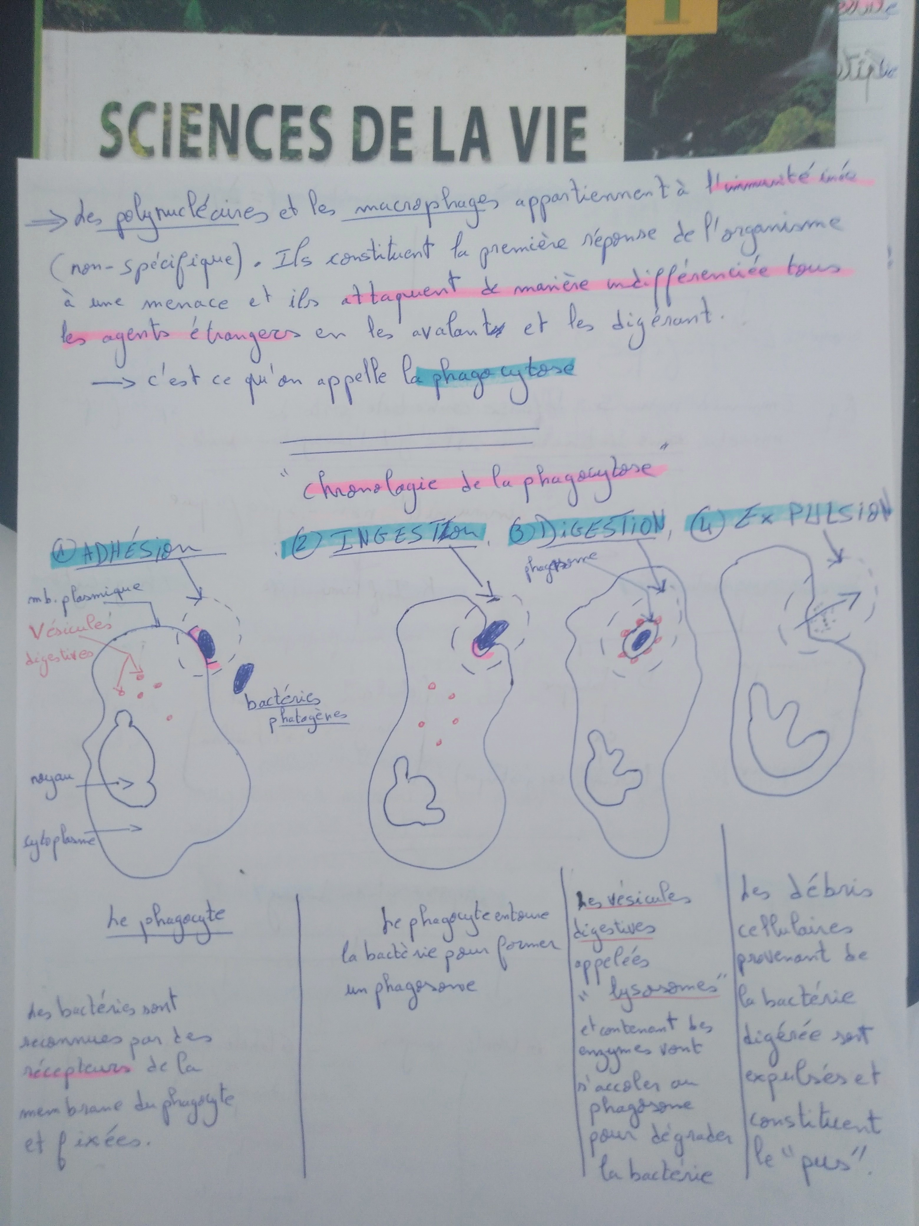 Re Ann E Secondaire Sciences Svt Le Ons Sciences Svt