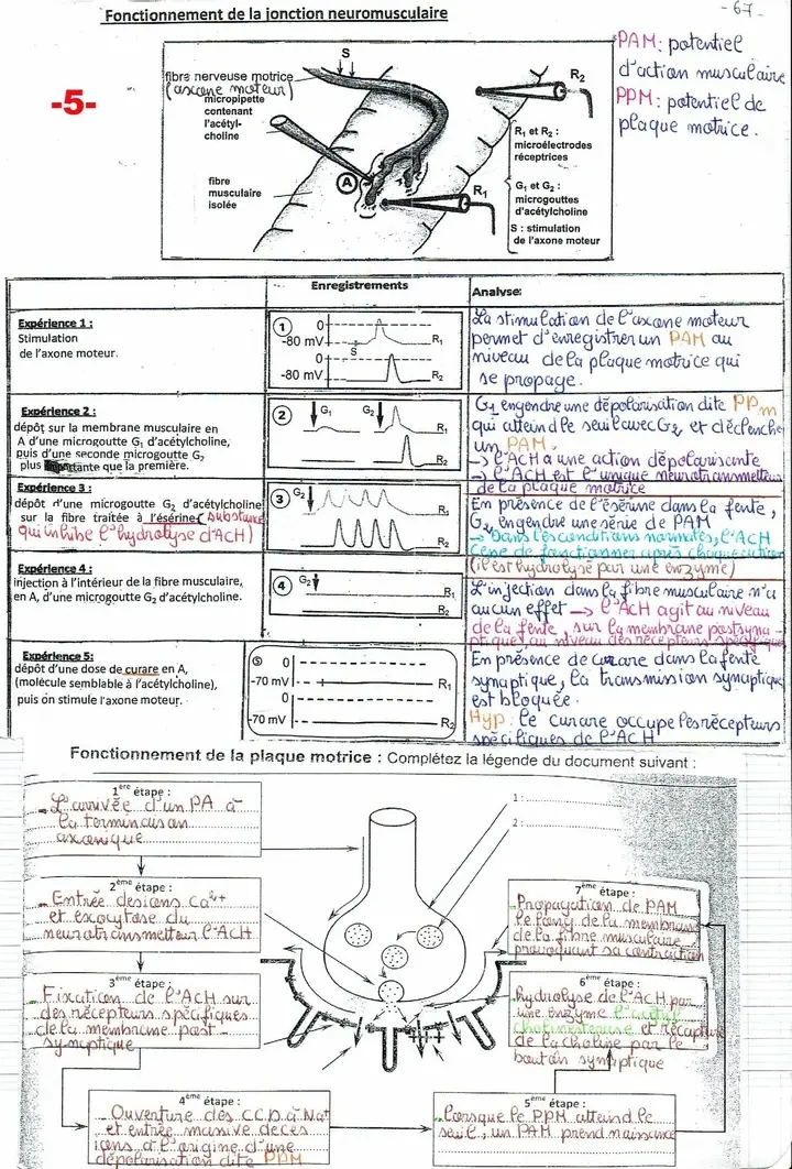 Bac Sc Expérimentales Sciences SVT Muscle Squelettique (cours Détaillé ...