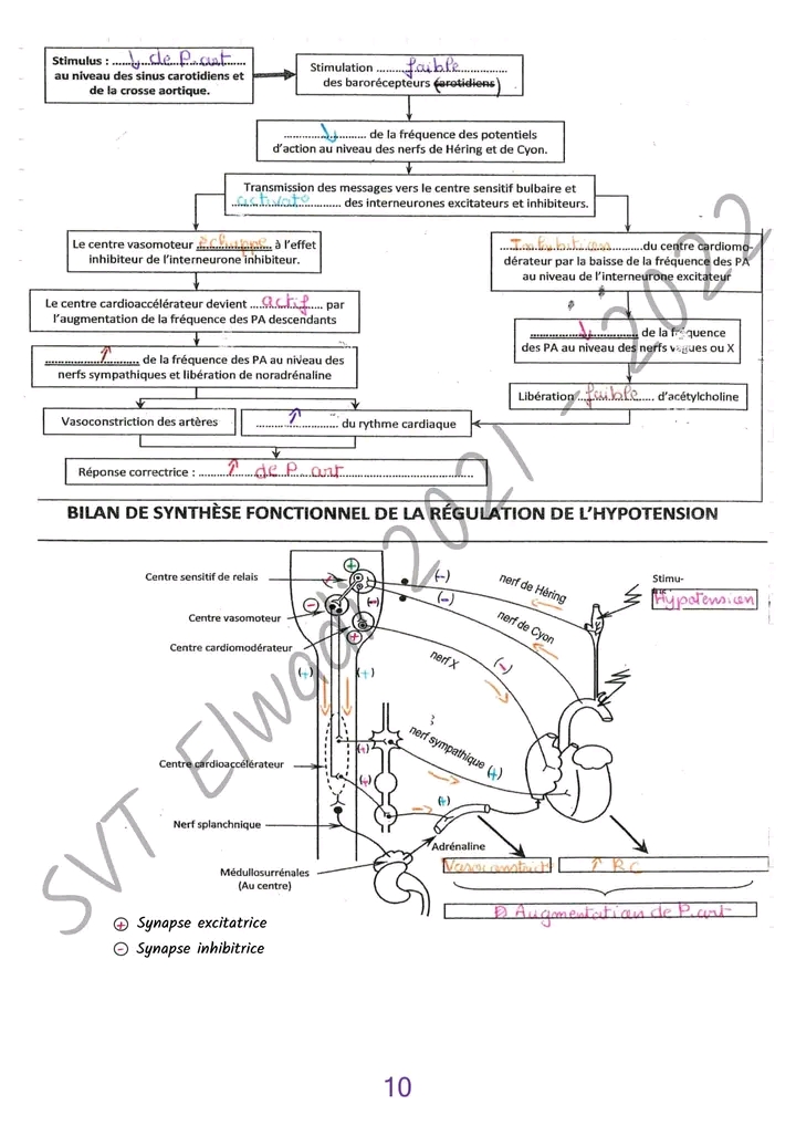 Bac Sc Expérimentales Sciences SVT Cours Régulation Nerveuse De La ...