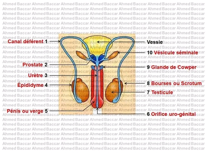 Bac Sc Expérimentales Sciences Svt 4sc Ex Organisation Générale De Lappareil Génital De Lhomme 