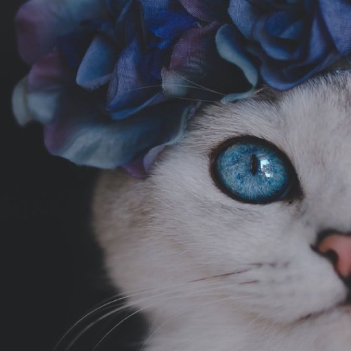 Photo de Mouna amouna 