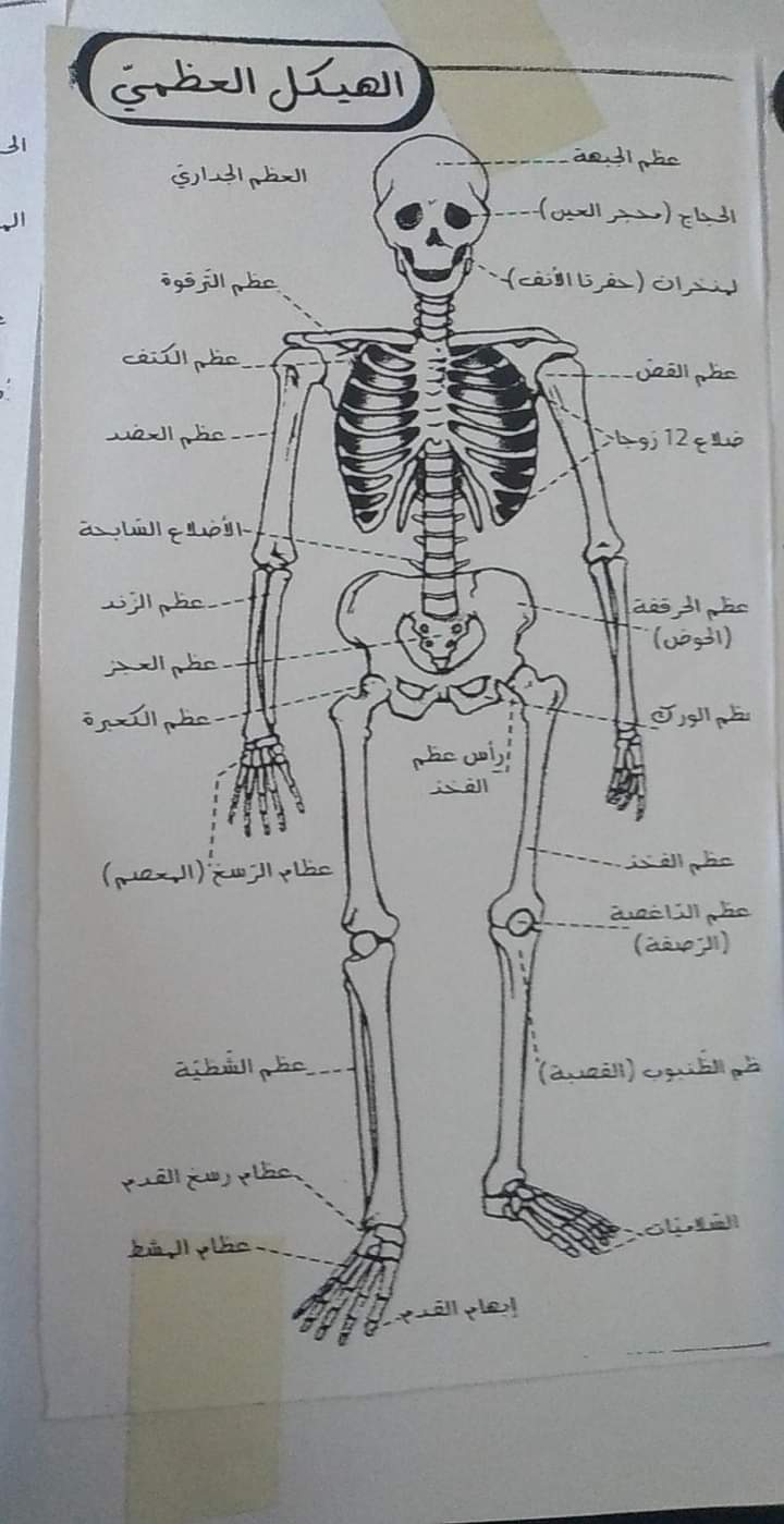 قسم السنة الخامسة ابتدائي إيقاظ علمي سنة خامسة